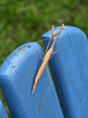 Phasmomantis sumichrasti
