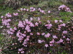 Rhodothamnus chamaecistus