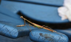 Phasmomantis sumichrasti