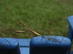 Phasmomantis sumichrasti