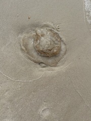 Rhopilema verrilli
