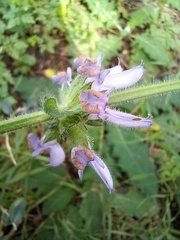 Salvia sclareoides