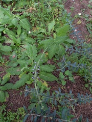 Salvia sclareoides