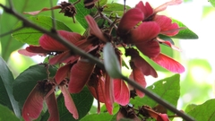 Heteropterys brachiata