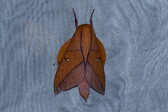 Adeloneivaia