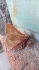 Hemileuca rubridorsa