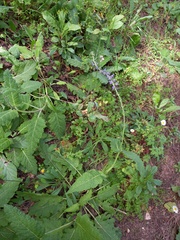 Salvia sclareoides