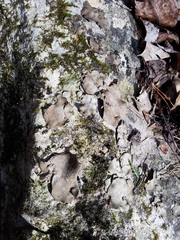 Dermatocarpon muhlenbergii