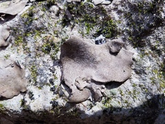 Dermatocarpon muhlenbergii