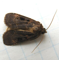 Pseudohermonassa tenuicula