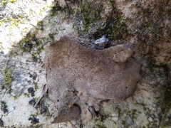 Dermatocarpon muhlenbergii