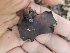 Dermatocarpon muhlenbergii