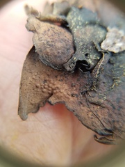 Dermatocarpon muhlenbergii