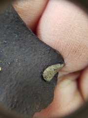 Dermatocarpon muhlenbergii