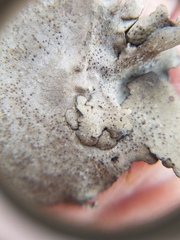 Dermatocarpon muhlenbergii