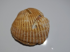 Arcida
