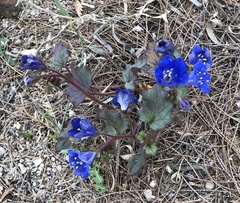 Phacelia campanularia
