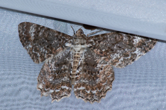 Epimecis