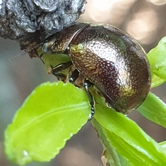 Chrysolinina