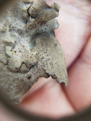 Dermatocarpon muhlenbergii