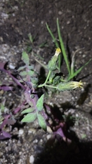 Erythranthe floribunda