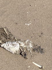 Spheniscus magellanicus