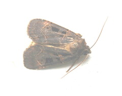 Pseudohermonassa tenuicula