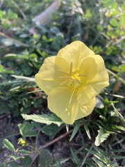 Oenothera triloba