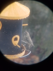 Haemorhous mexicanus