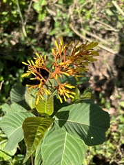 Palicourea guianensis
