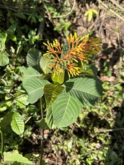 Palicourea guianensis