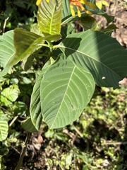 Palicourea guianensis