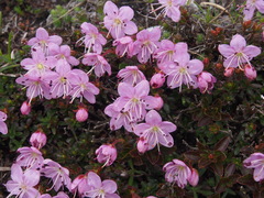 Rhodothamnus chamaecistus