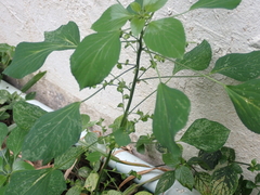 Acalypha indica