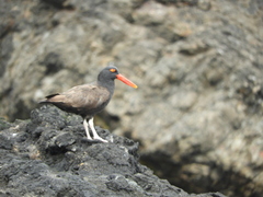 Haematopus ater
