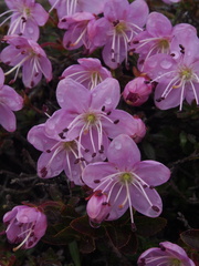 Rhodothamnus chamaecistus