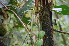 Ixothraupis rufigula