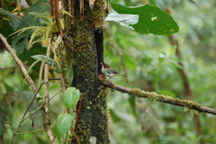 Ixothraupis rufigula