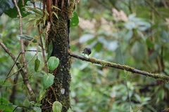 Ixothraupis rufigula