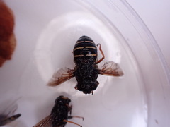 Sericomyia chalcopyga