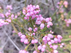 Erica gracilis