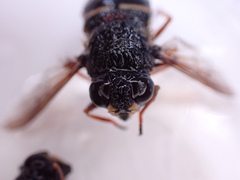 Sericomyia chalcopyga