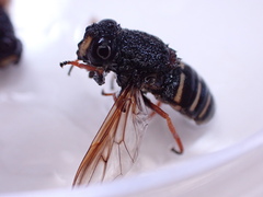Sericomyia chalcopyga