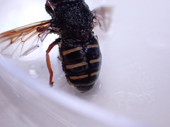 Sericomyia chalcopyga