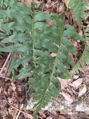 Polypodium interjectum