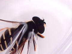 Sericomyia