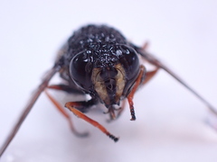 Sericomyia