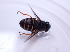 Sericomyia