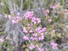 Erica gracilis