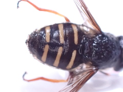 Sericomyia